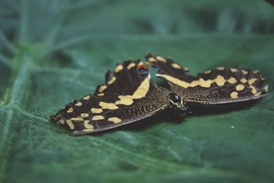 Close-up of butterfly on leaf