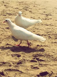 Close-up of seagull on beach