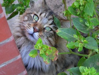 Portrait of cat on potted plant