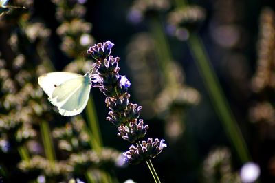 Close-up of insect on purple flower