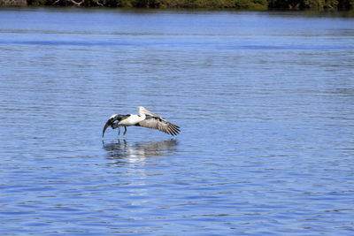 Bird in a lake