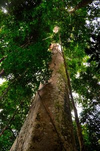 Low angle view of lizard on tree in forest