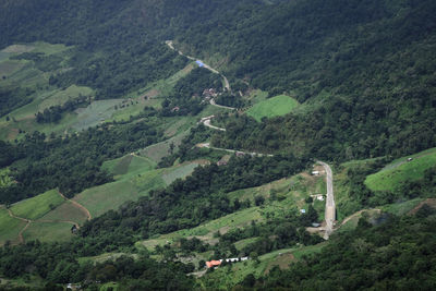 High angle view of road amidst trees in forest