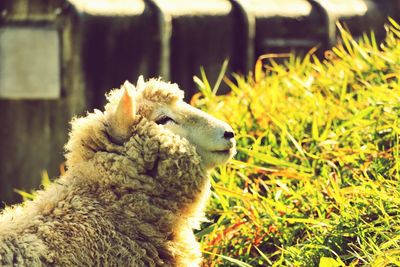 Close-up of sheep on grass