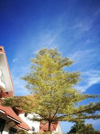 Low angle view of tree against sky