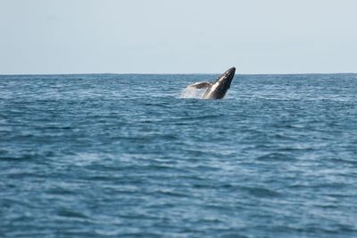 Whale diving in sea