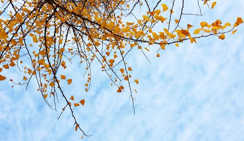 Low angle view of tree branch against sky