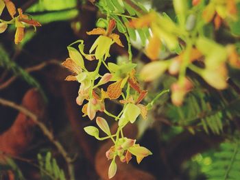 Close-up of plant