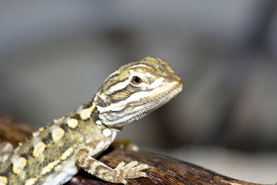 Close-up of lizard