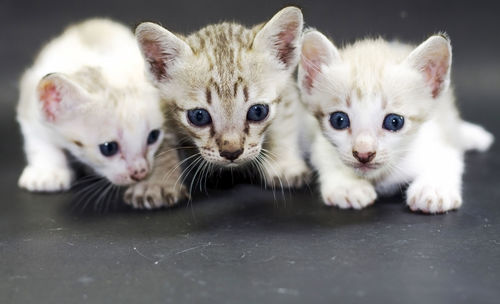 Portrait of cats