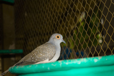 Close-up of bird perching in cage