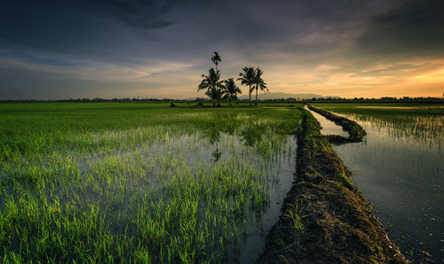 Scenic view of agricultural field against sky during sunset