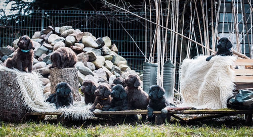 Group of sheep in farm