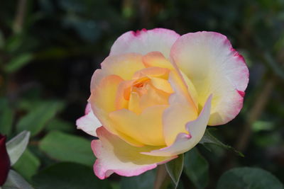 Close-up of rose against blurred background