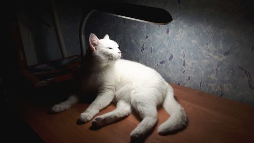 High angle view of cat resting on floor at home