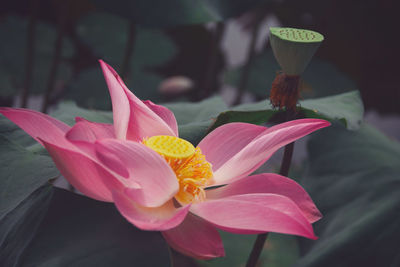 Close-up of pink lily