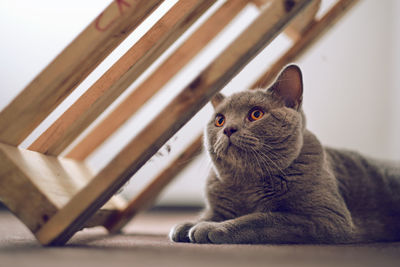 Close-up of a cat lying on floor