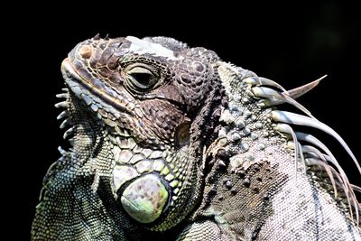 Close-up of a lizard