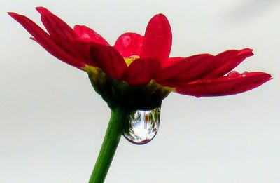 Close-up of red flower against white background