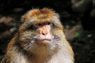 Close-up of a monkey