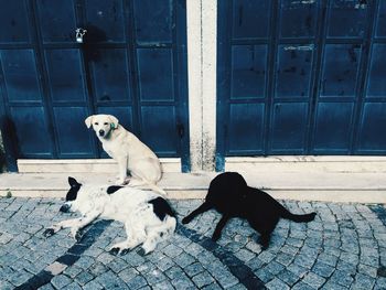 High angle view of dogs on footpath