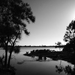 Reflection of trees in water