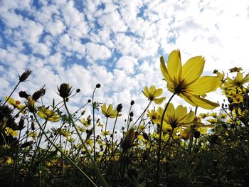 Low angle view of flowers against sky