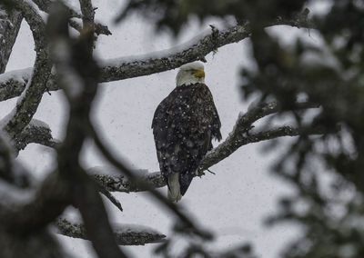 Low angle view of eagle perching on tree