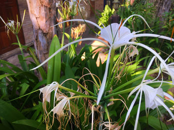 Flower plants growing outdoors