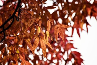 Close-up of autumn leaves