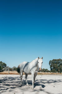 Horse on sand against clear blue sky