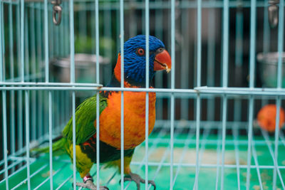 Close-up of parrot perching in cage