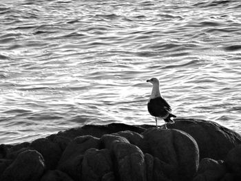 Seagull perching on rock by sea