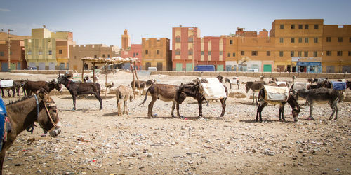 Donkeys in city on sunny day