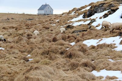 View of an animal on snow covered land