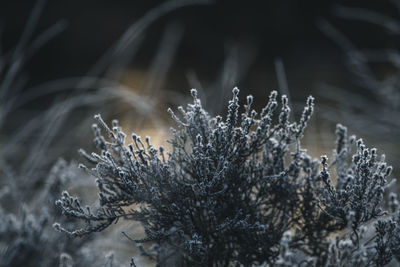 Close-up of pine tree during winter