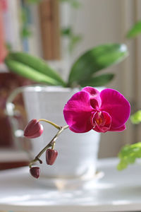 Close-up of pink flowering plant