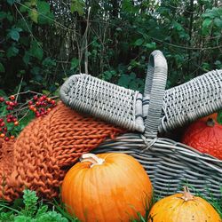 Close-up of pumpkins on land