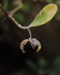 Close-up of seed pod on plant