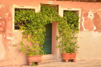 Plants growing on wall