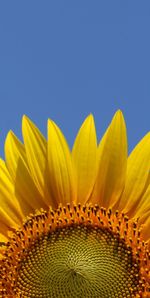 Close-up of sunflower against blue sky