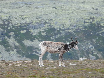 Side view of deer standing on land