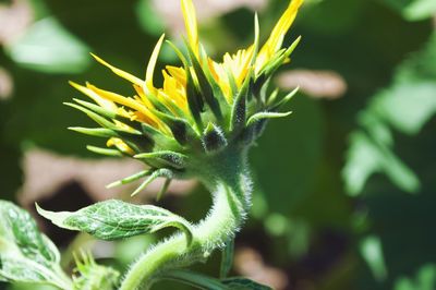 Close-up of yellow flower