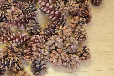 High angle view of flowering plant on table