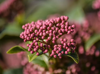 Close-up of pink flowers