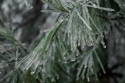 Close-up of wet pine tree during winter
