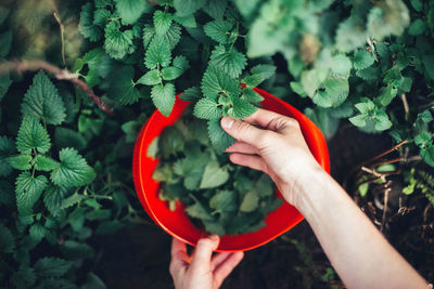 Woman harvesting mint in the garden