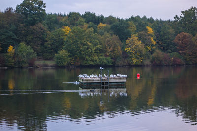 Mid distance view of birds on diving platform in lake against forest