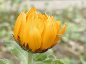 Close-up of yellow flower