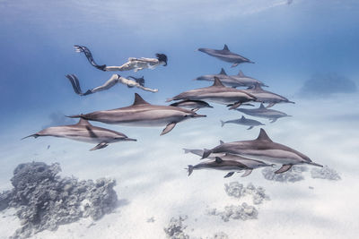 Fish swimming in sea